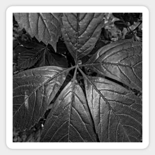 Black and White Big Leaves Sticker